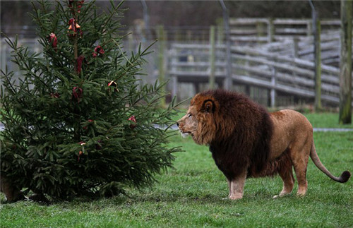 320名圣诞老人整体冲浪？？？八一八圣诞节奇闻趣事